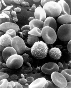 blood-cells-543484_640